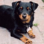 Ланкаширский-хилер-собака-Описание-характер-особенности-уход-и-цена-породы-3