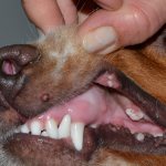 Лечение папиллом и бородавок у собак: в ухе, на губе, на шее и теле