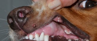 Лечение папиллом и бородавок у собак: в ухе, на губе, на шее и теле