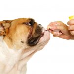 Лечение собак