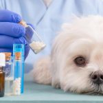 Лечение собаки