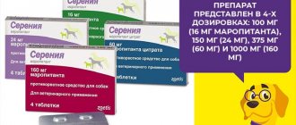 Sereniya medicine will save your dog from motion sickness and vomiting