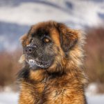 Леонбергер на снегу