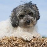 Levchen-dog-Description-features-types-character-care-and-price-breed-levchen-4