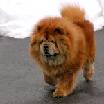 '"Лохматый лев"' width="1024