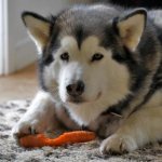 Malamute Hanks and carrots