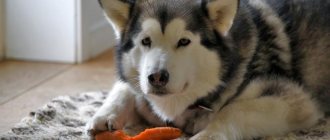 Malamute Hanks and carrots