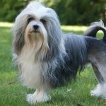 Малая львиная собачка: фото и характеристика породы.