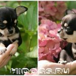 Маленький чихуа на фоне цветочков.