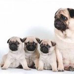 Мама мопс и щенки