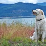 Маремма обладает острым интеллектом