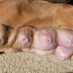 мастит у собаки