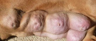 mastitis in a dog