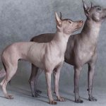 мексиканская голая собака ксолоитцкуинтли