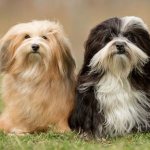 Мелкие-породы-собак-Описание-названия-виды-и-фото-мелких-пород-собак-1