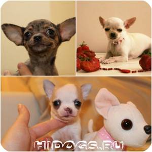 Чихуахуа кулебяка. Собака и сыр. Карманная чихуахуа. Как кормить щенка чихуахуа в 2 месяца. Можно давать чихуахуа молоко.