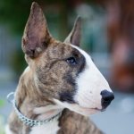 Мини-бультерьер: все о собаке, фото, описание породы, характер, цена