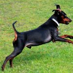 Мини доберман цвергпинчер