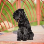 Миттельшнауцер