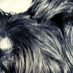 Миттельшнауцер