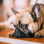 Мочекаменная болезнь у собак