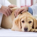 Мочекаменная болезнь у собак. Симптомы и лечение