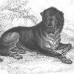 молосская собака