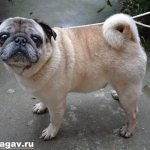 Мопс-собака-Описание-особенности-уход-и-цена-мопса-10
