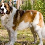 Московская сторожевая