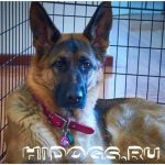 Можно ли держать немецкую овчарку в своей квартире, как правильно ухаживать, что знать перед покупкой щенка, обустроить место для собаки.