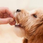 можно ли кормить собак кошачьим кормом