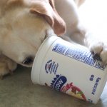 Is it possible to give kefir to a dog? The benefits and harms of kefir for dogs 