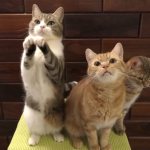 - Мы хотим кушать?..