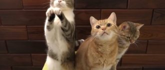 - Мы хотим кушать?..
