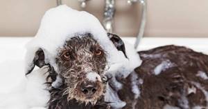 Мытье пса специальным шампунем