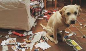 наказание собаки за порчу мебели и вещей