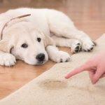 Urinary incontinence in dogs