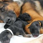 Немецкая овчарка с новорожденными щенками