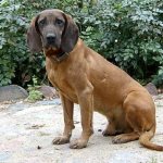 немецкие охотничьи собаки