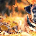 Немецкий боксер