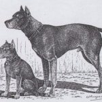 Немецкий пинчер