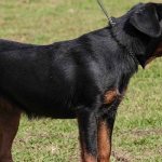 Немецкий ягдтерьер