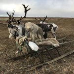 Ненецкая лайка - уникальная арктическая порода