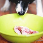 Необходимость мяса в рационе собак