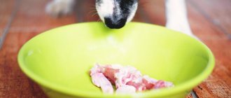 Необходимость мяса в рационе собак