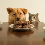 Неправильный рацион — одна из причин спутывания шерсти