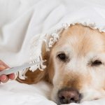 нормальная температура тела у собак крупных пород