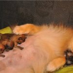 Новорожденные щенки