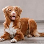 Nova Scotia-retriever-dog-Description-features-types-and-price-breeds-6