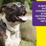 Нужно ли питбулям купирование ушей и хвоста: мнения ветеринаров